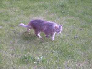 cat