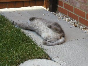 cat