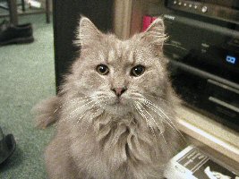 cat with fish