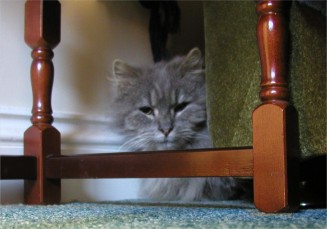 Misty in her hidey hole