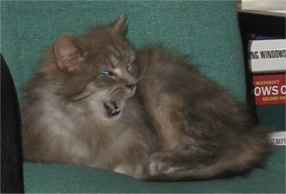 vicious cat