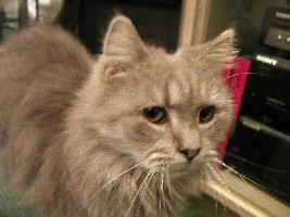 cat with fish