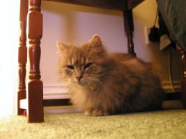 misty under table